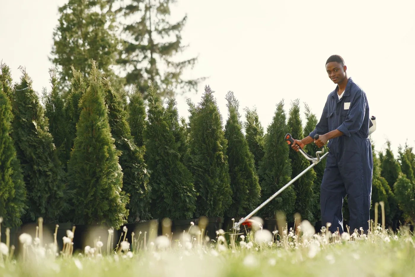 A Chino's crew member trimming a tall hedge row to a clean shape