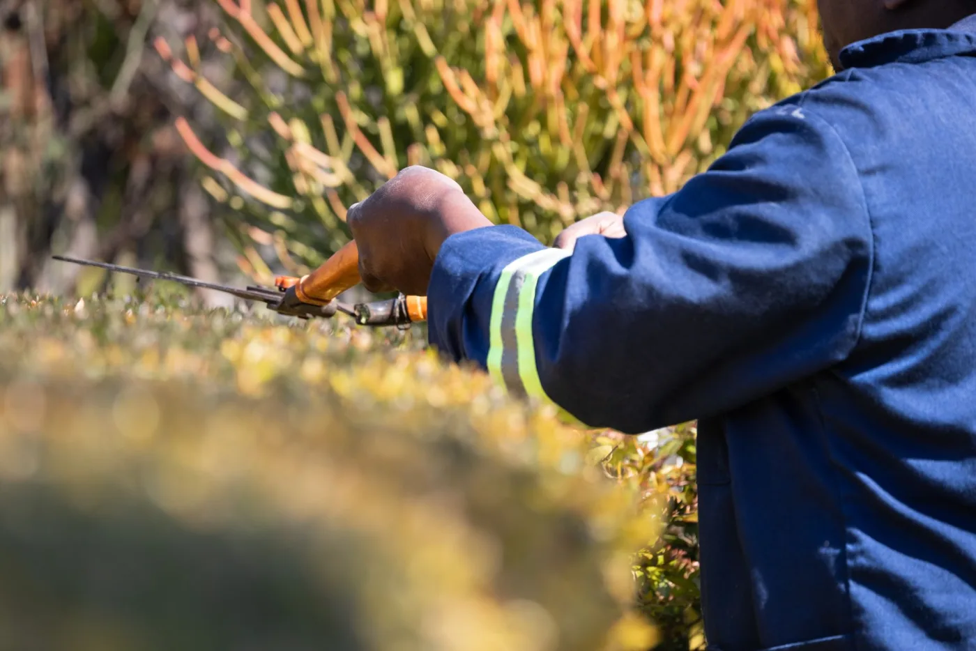 A landscaper trimming a hedge into a neat shape