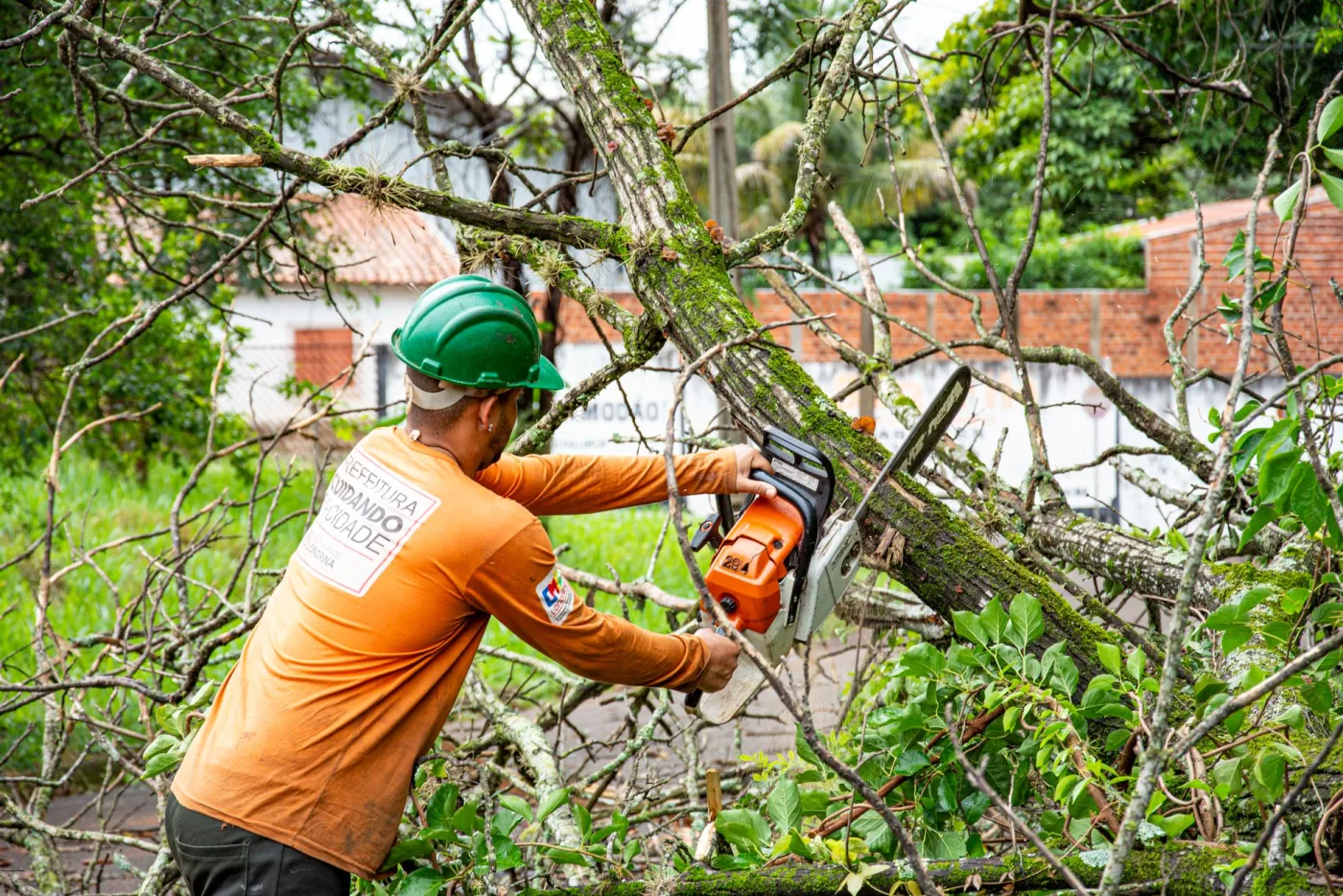 An arborist cutting a branch high in the canopy with a chainsaw