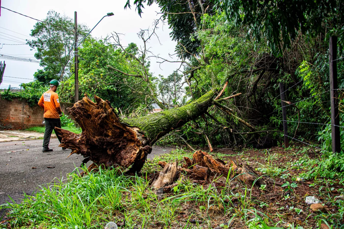 A large fallen tree being cleared from a residential yard