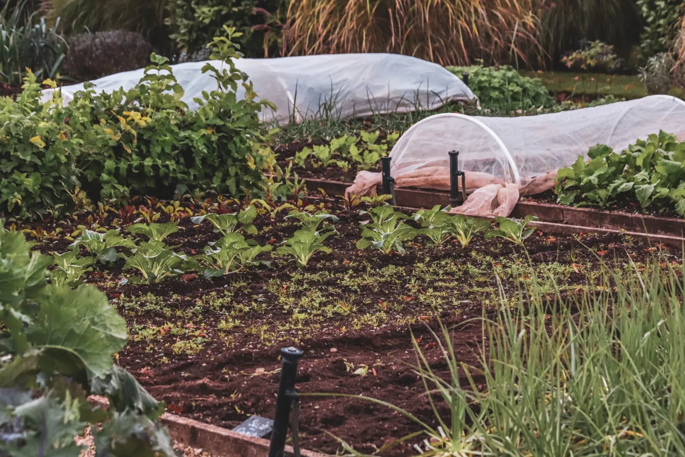 Fresh garden beds tended by Flash Landscaping