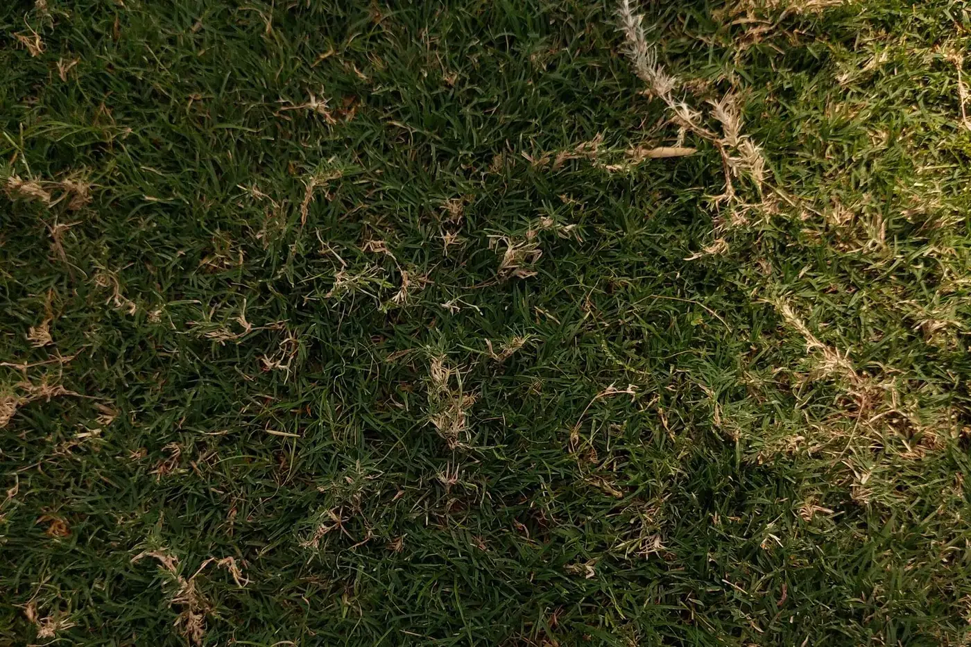 Lawn repair and renovation
