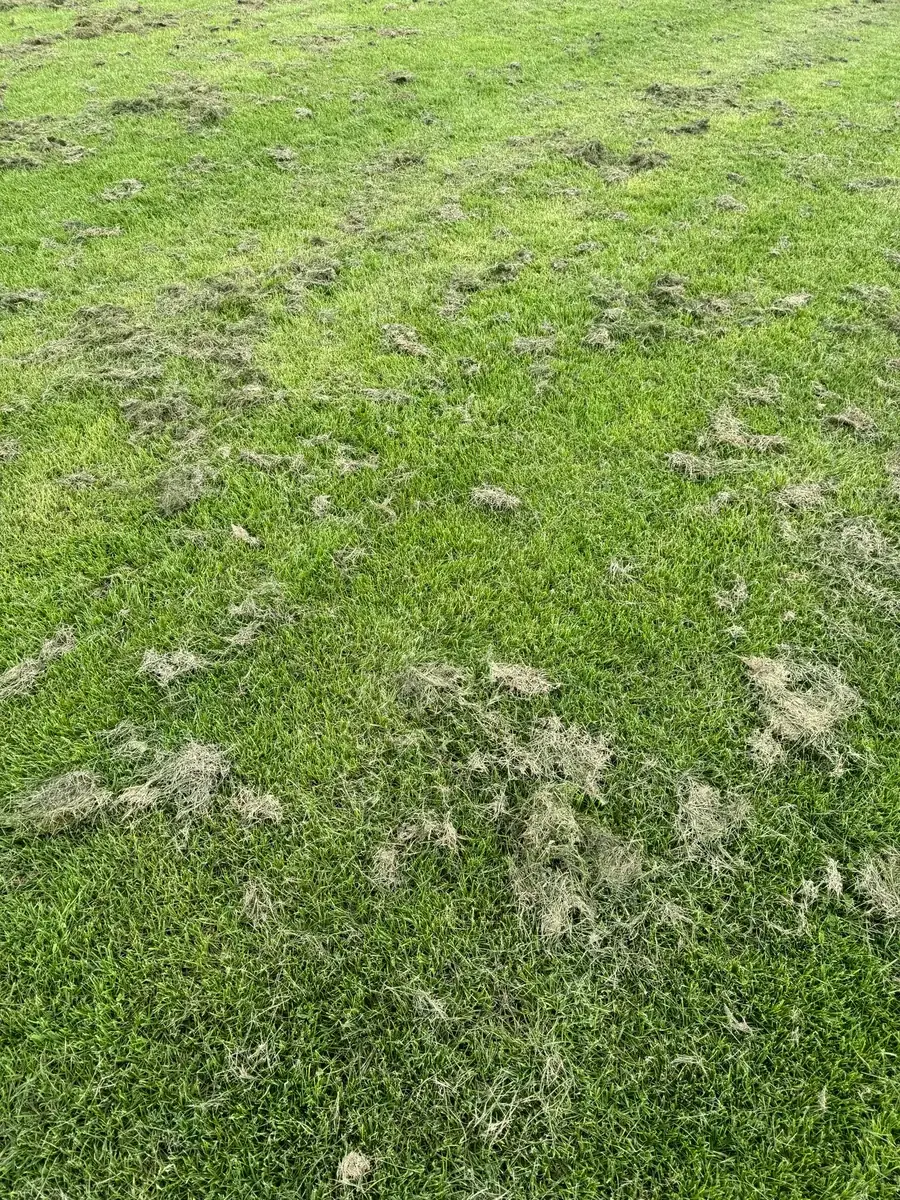 Sports turf