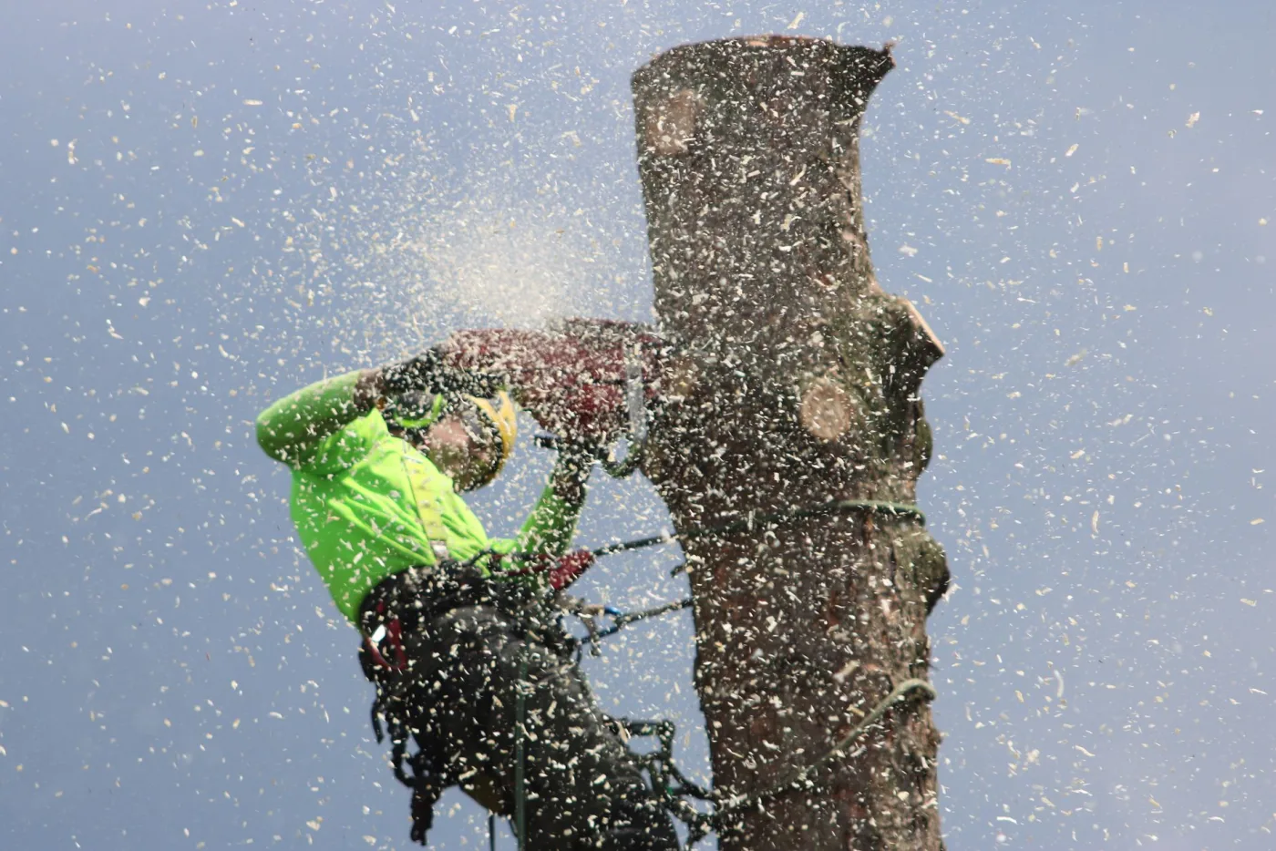 Climber roping down a large tree during a removal