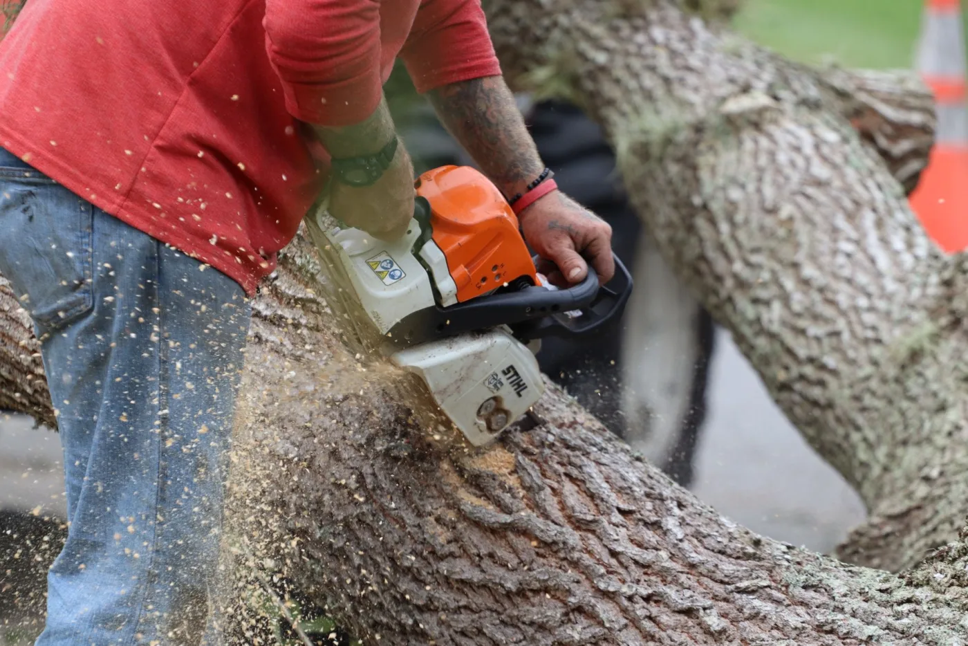 Trimmed shade trees over a tidy landscaped yard