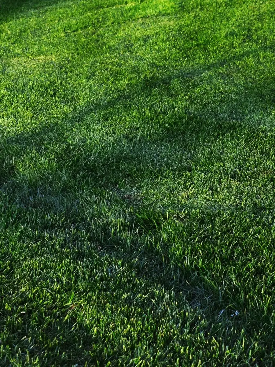 Edging and bed definition