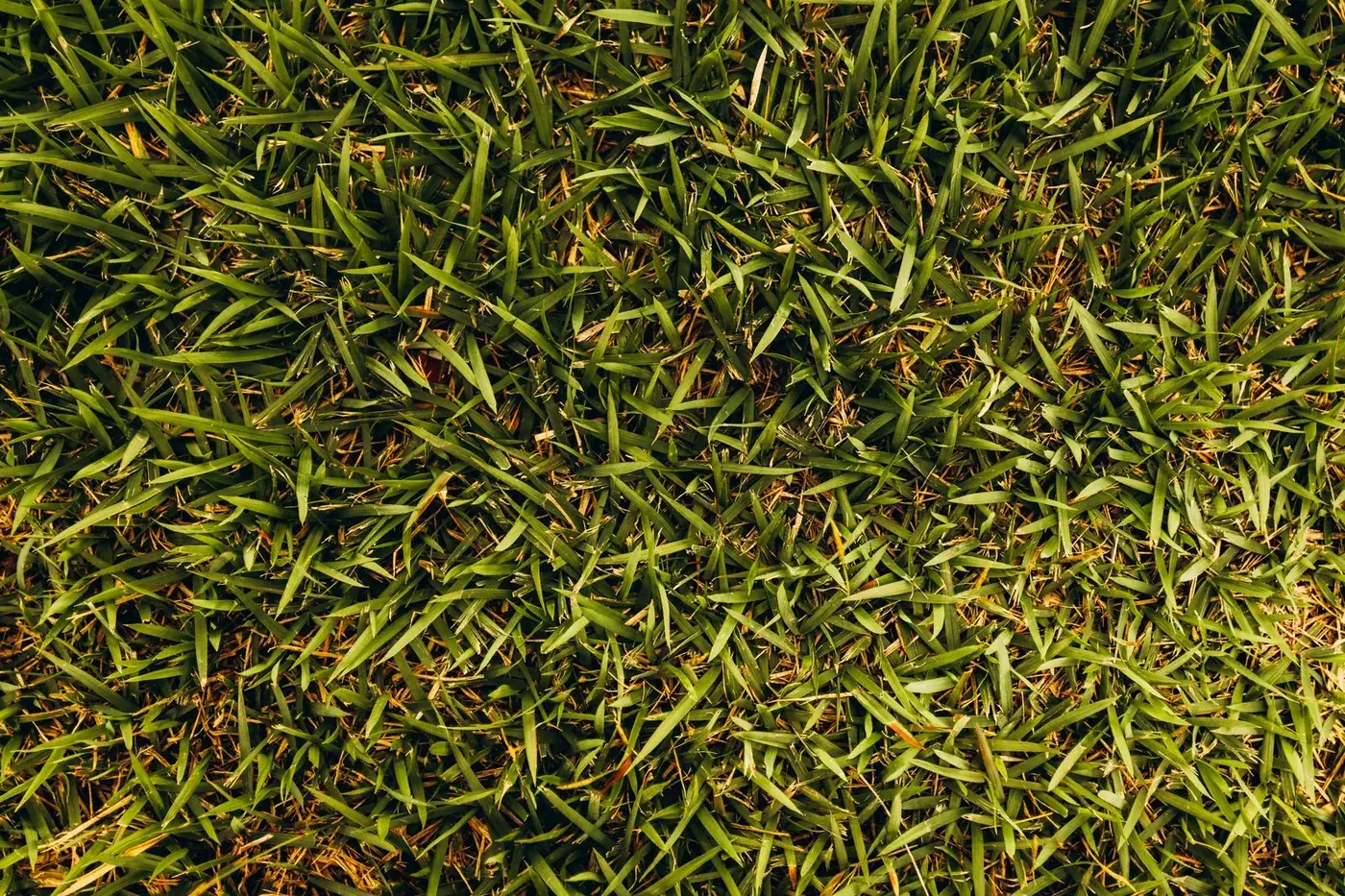 Sod installation